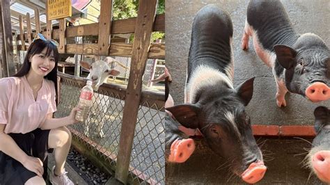 陶瓷豬|【宜蘭親子景點】廣興農場：焢土窯、餵動物、小豬彩繪必玩體驗。